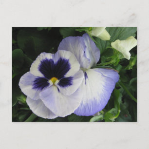 Pretty Purple Pansy Flowers Postcard