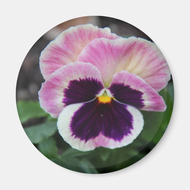 Pretty Purple Pansy Refrigerator Magnet (Front)