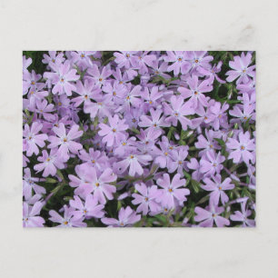 Pretty Purple Phlox Postcard