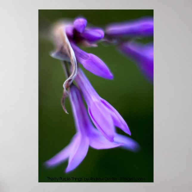 "Pretty Purple Things' by Andrew Gettler Poster (Front)