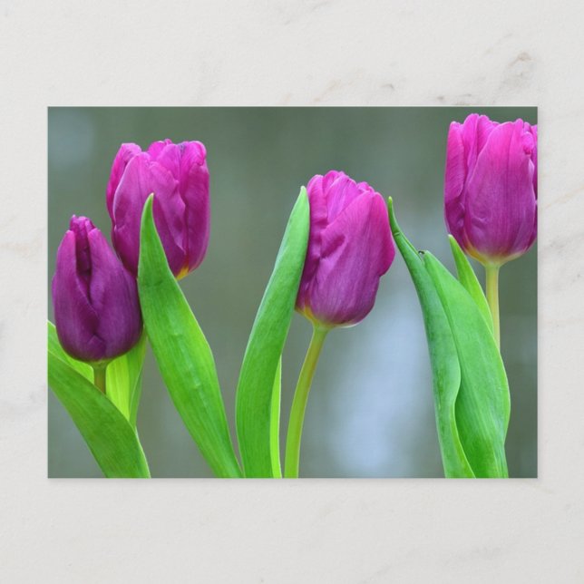 Pretty Purple Tulips Easter Postcard (Front)