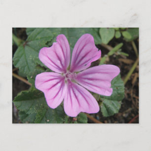 Pretty Purple Wildflower Postcard