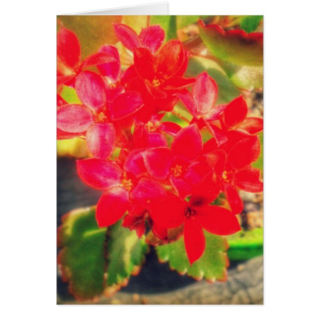 Pretty Red Blooming Flowers (Front)