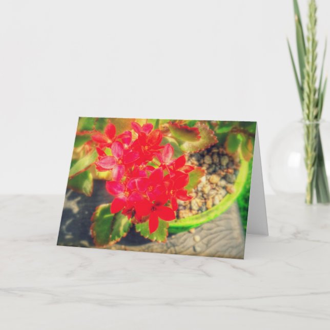 Pretty Red Blooming Flowers Card (Front)