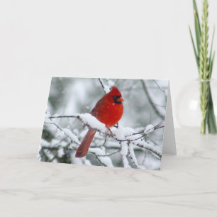 Pretty Red Cardinal in the Snow Card