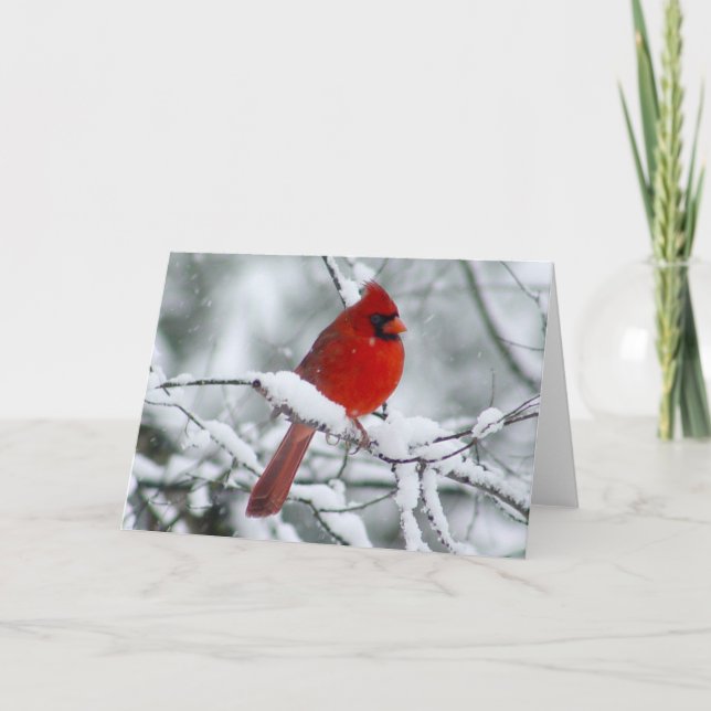 Pretty Red Cardinal in the Snow Card (Front)
