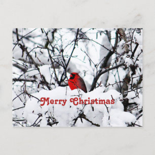 Pretty Red Cardinal Snow Photo Christmas Postcard
