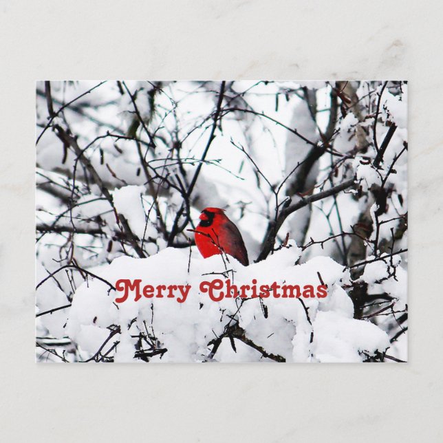 Pretty Red Cardinal Snow Photo Christmas Postcard (Front)