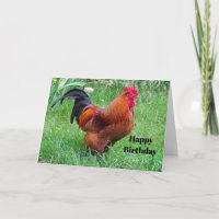 Pretty Red Chicken Profile Photo Birthday
