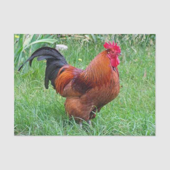 Pretty Red Chicken Profile Photo Tissue Paper (Front)