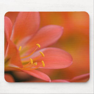 Pretty Red Clivia Flower Mouse Mat