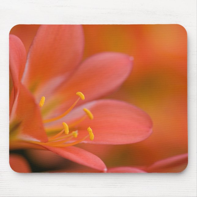 Pretty Red Clivia Flower Mouse Mat (Front)