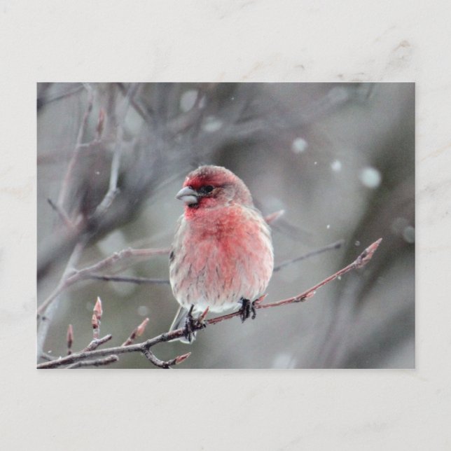 Pretty Red Finch Photo Postcard (Front)