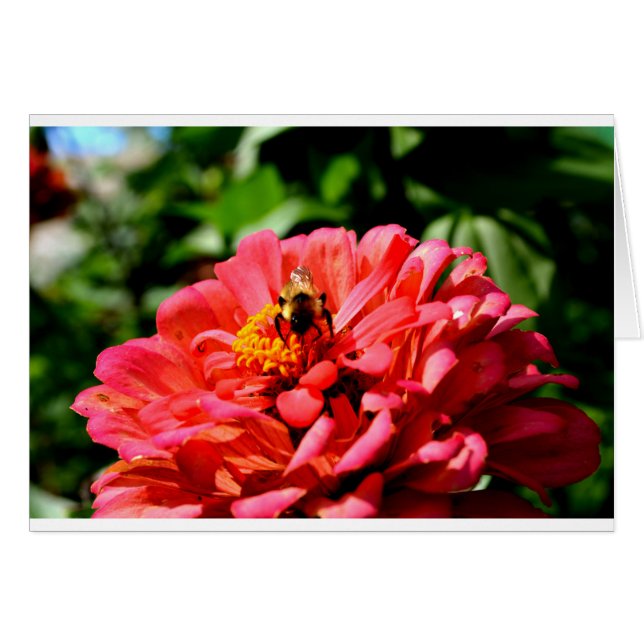 Pretty red floral and honeybee (Front Horizontal)