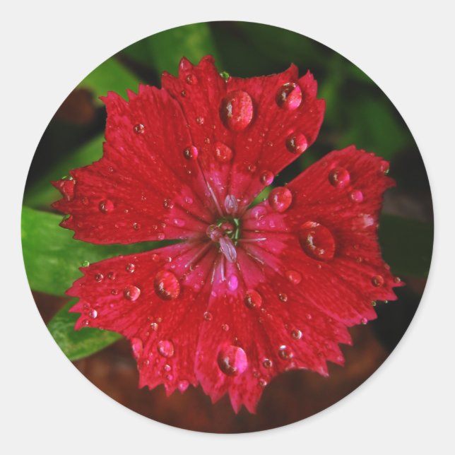 Pretty Red Flower With Raindrops Photo Classic Round Sticker (Front)