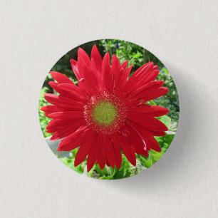 Pretty Red Gerbera Daisy Photo 3 Cm Round Badge