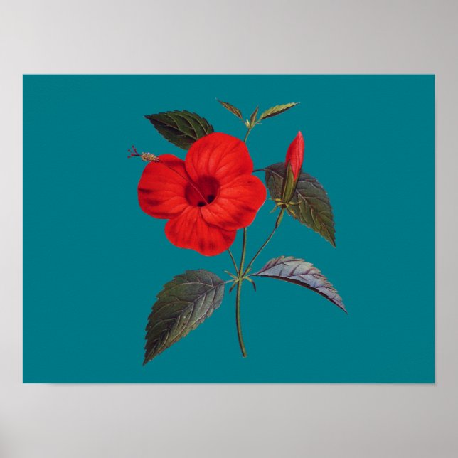 Pretty Red Hibiscus Flower Poster (Front)