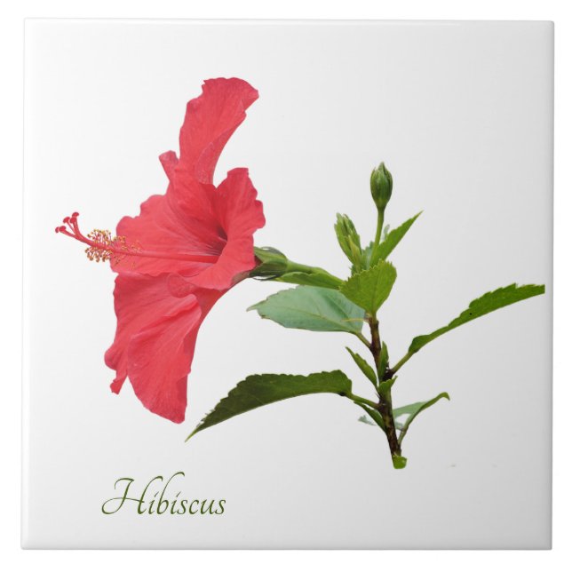 Pretty red hibiscus on white tile (Front)