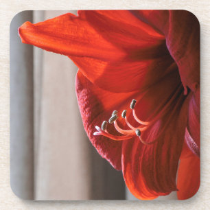 Pretty Red Lion Amaryllis Flower Photograph Coaster