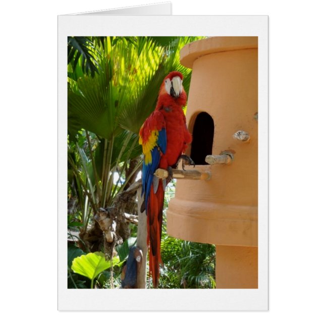 Pretty Red Parrot (Front)
