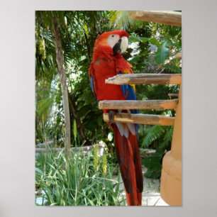 Pretty Red Parrot Poster