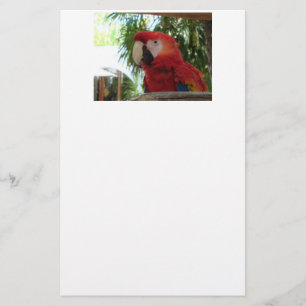 Pretty Red Parrot Stationery