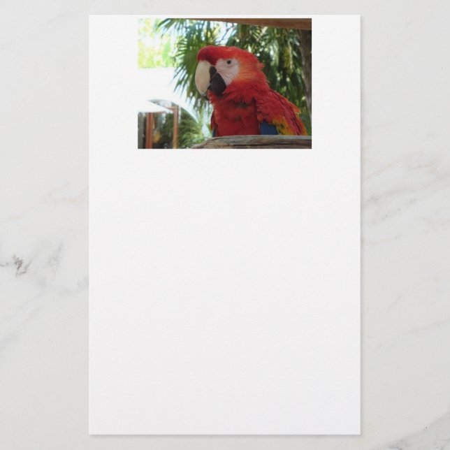 Pretty Red Parrot Stationery (Front)