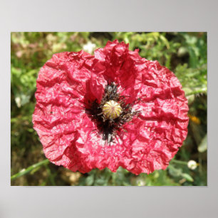 Pretty Red Poppy Flower Macro Print