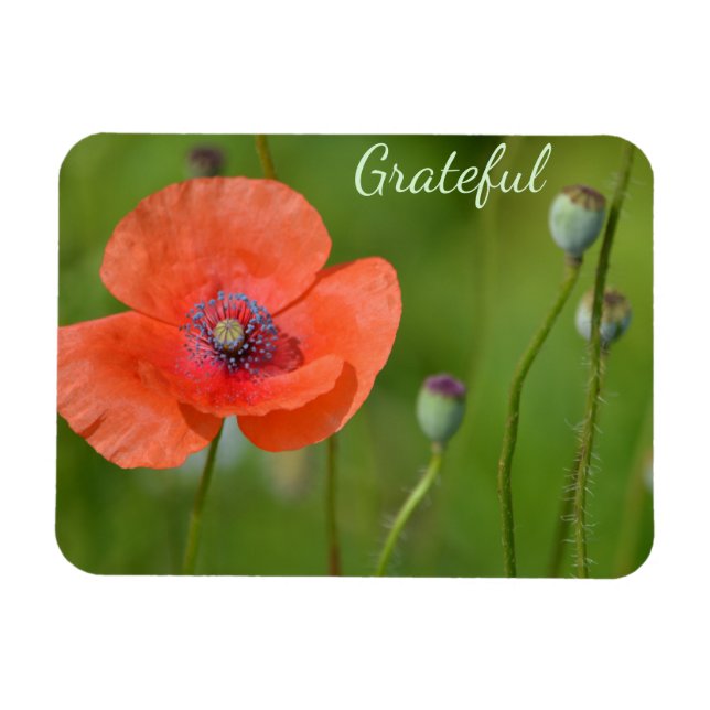 Pretty Red Poppy Gratitude Magnet (Horizontal)