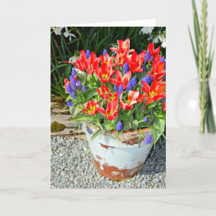 Pretty red spring tulip pot greeting card
