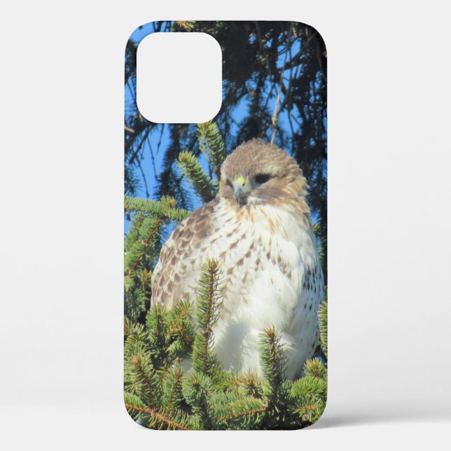 Pretty Red Tailed Hawk Pine Tree Photo  Case-Mate iPhone Case (Back)