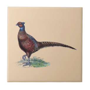 Pretty Ring Neck Pheasant Tan Tile