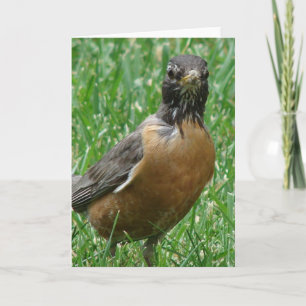 Pretty Robin Card