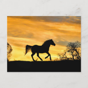 Pretty Running Horse at Sunset Postcard