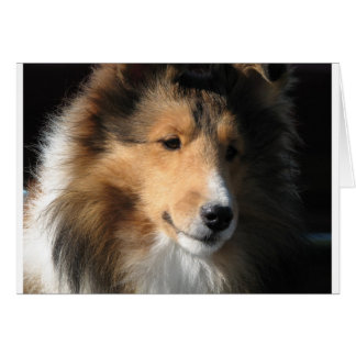 Pretty sheltie face