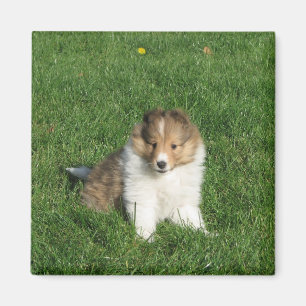 Pretty sheltie puppy sitting in grass magnet