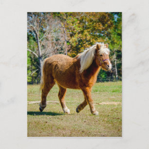 ・ Pretty Shetland Pony Postcard