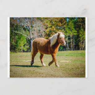 Pretty Shetland Pony Postcard