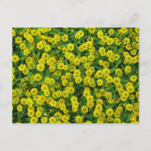 Pretty Small Yellow Flowers Postcard
