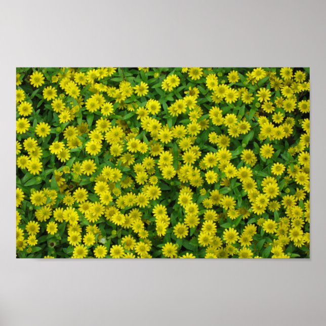 Pretty Small Yellow Flowers Poster (Front)