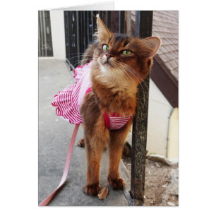 Pretty Somali Cat in Dress for Fall