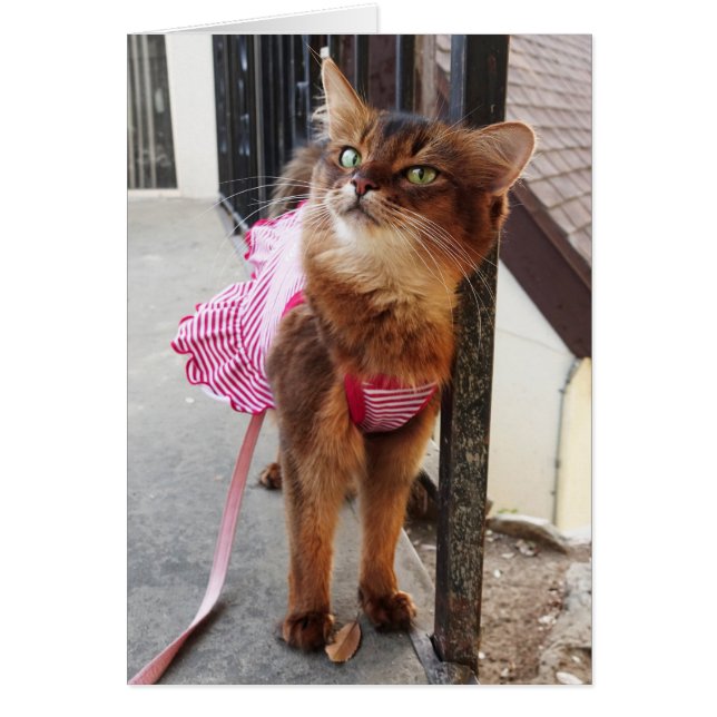 Pretty Somali Cat in Dress for Fall (Front)