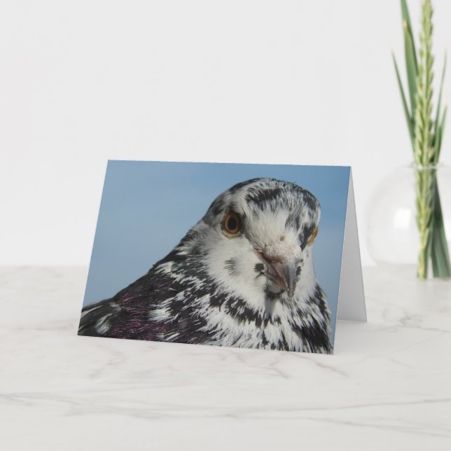 Pretty Spotted Pigeon Card (Front)