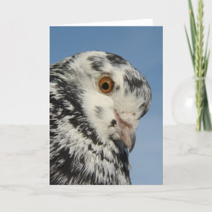 Pretty Spotted Pigeon Close Up, Blank Inside Card