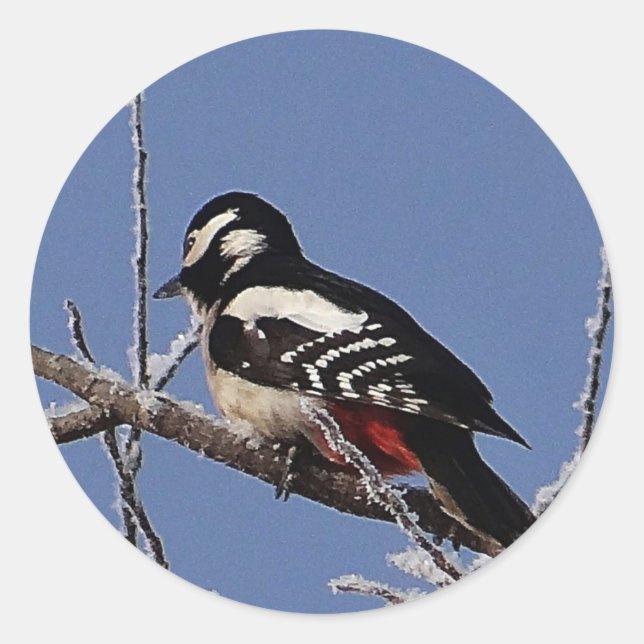 Pretty spotted woodpecker classic round sticker (Front)