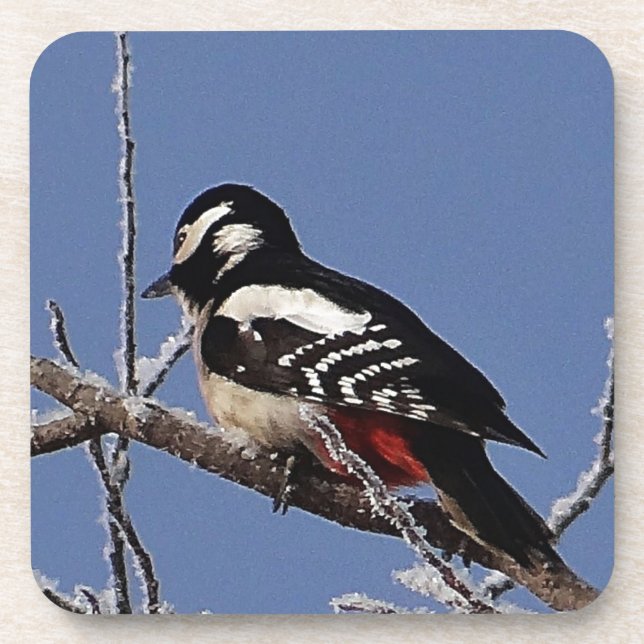 Pretty spotted woodpecker coaster (Front)