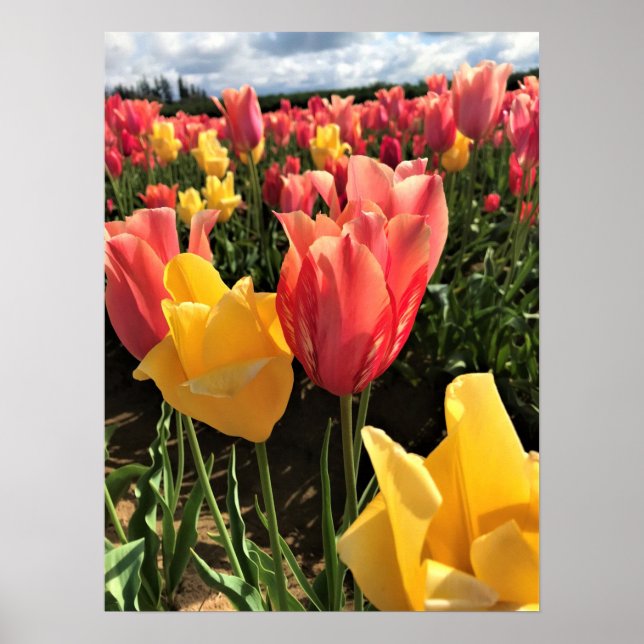 Pretty Spring Tulips in a Field, Oregon Poster (Front)