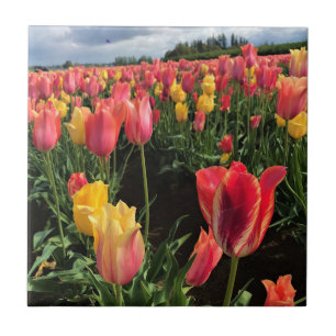 Pretty Spring Tulips in a Field, Oregon Tile