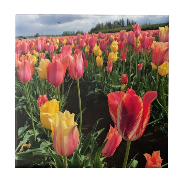 Pretty Spring Tulips in a Field, Oregon Tile (Front)