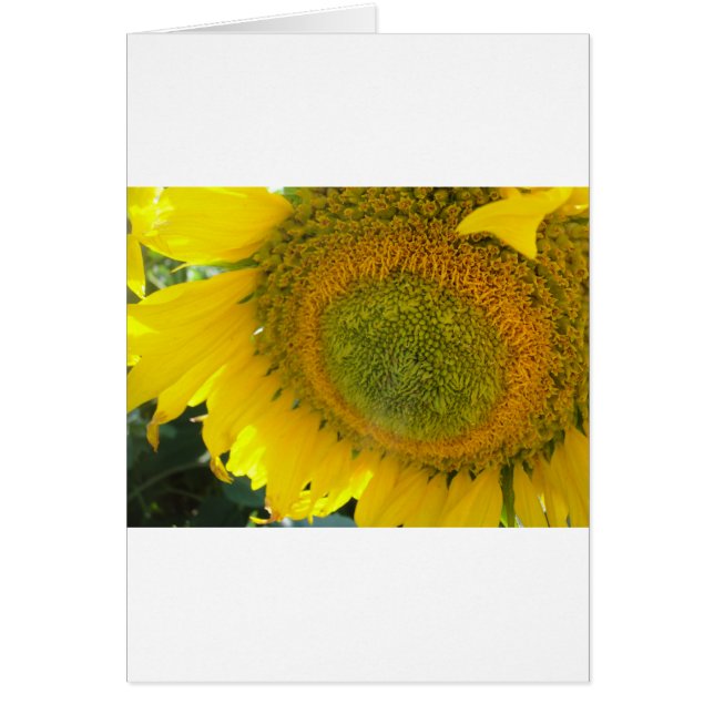 Pretty sunflower (Front)